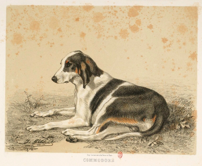 Commodore par J. Gélibert - Tiré de l'Exposition du Bois de Boulogne (1863) - Journal des chasseurs